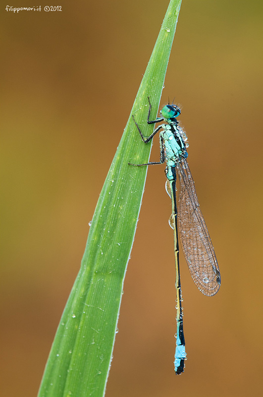 Id Damigella